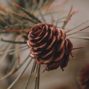 pinecone, pine tree, conifer, tree, christmas, nature, winter
