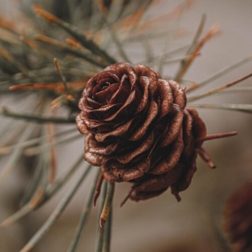 pinecone, pine tree, conifer, tree, christmas, nature, winter
