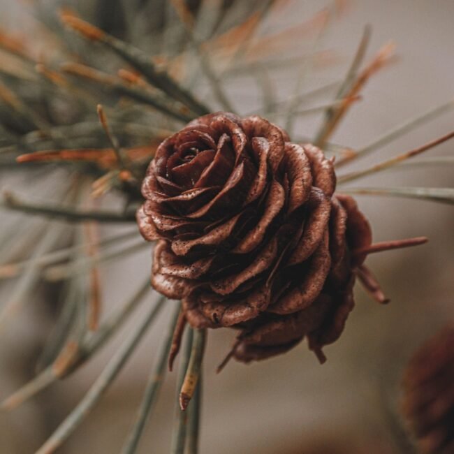 pinecone, pine tree, conifer, tree, christmas, nature, winter