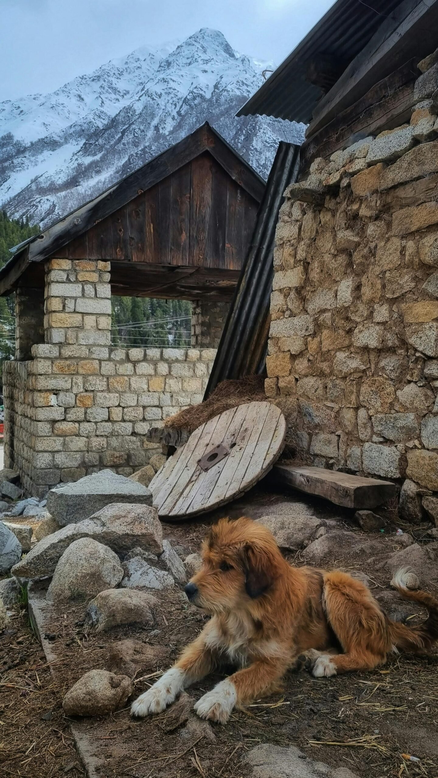 Himalayan sheepdog resting near traditional stone house in Chitkul village, Himachal Pradesh.